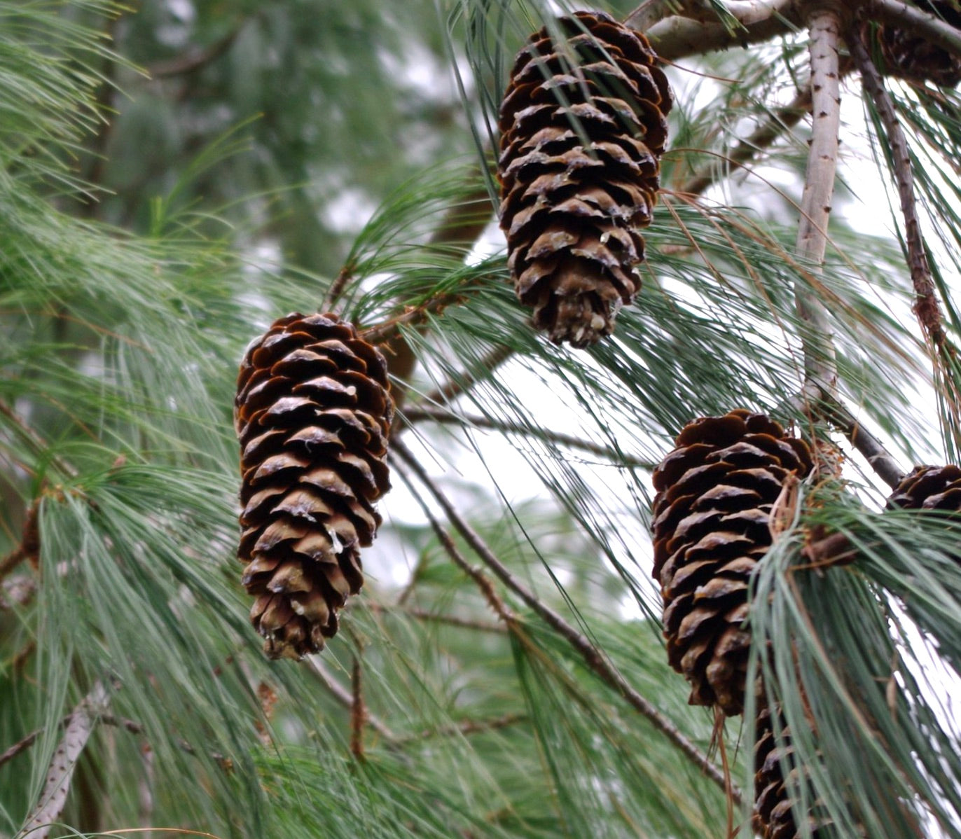 Pinus wallichiana | Bhutan Pine | Himalayan White Pine| SEEDS