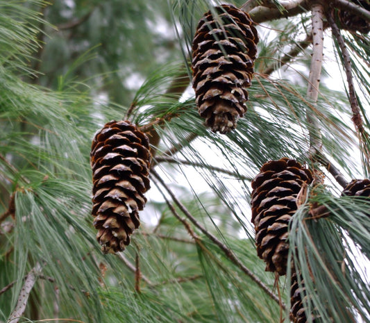 Pinus wallichiana | Bhutan Pine | Himalayan White Pine| SEEDS