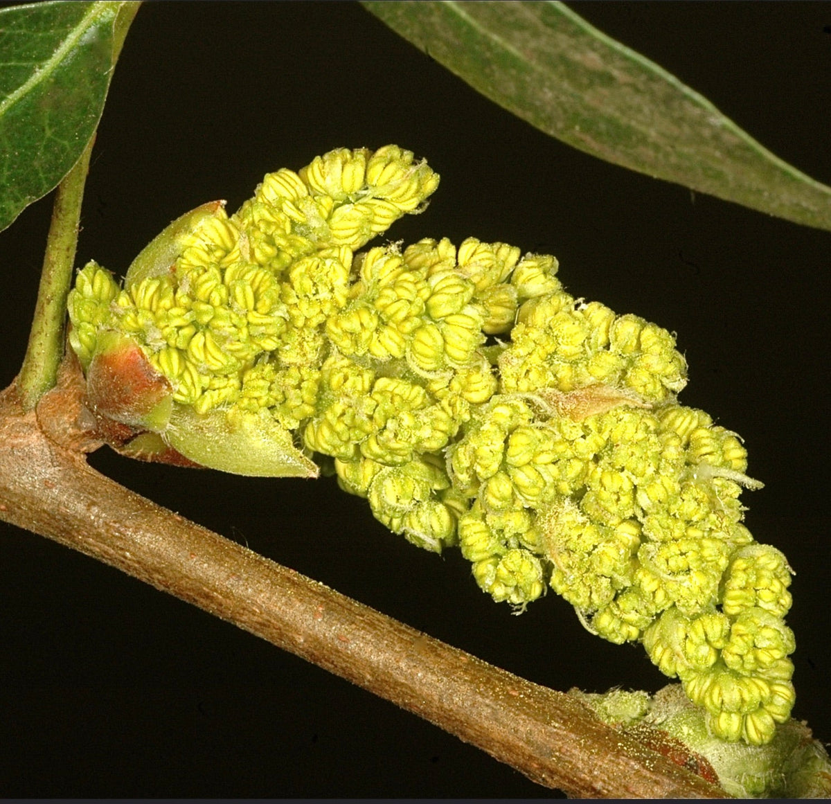 Pistacia atlantica 80-110cm | Atlas mastic tree | Atlantic pistachio