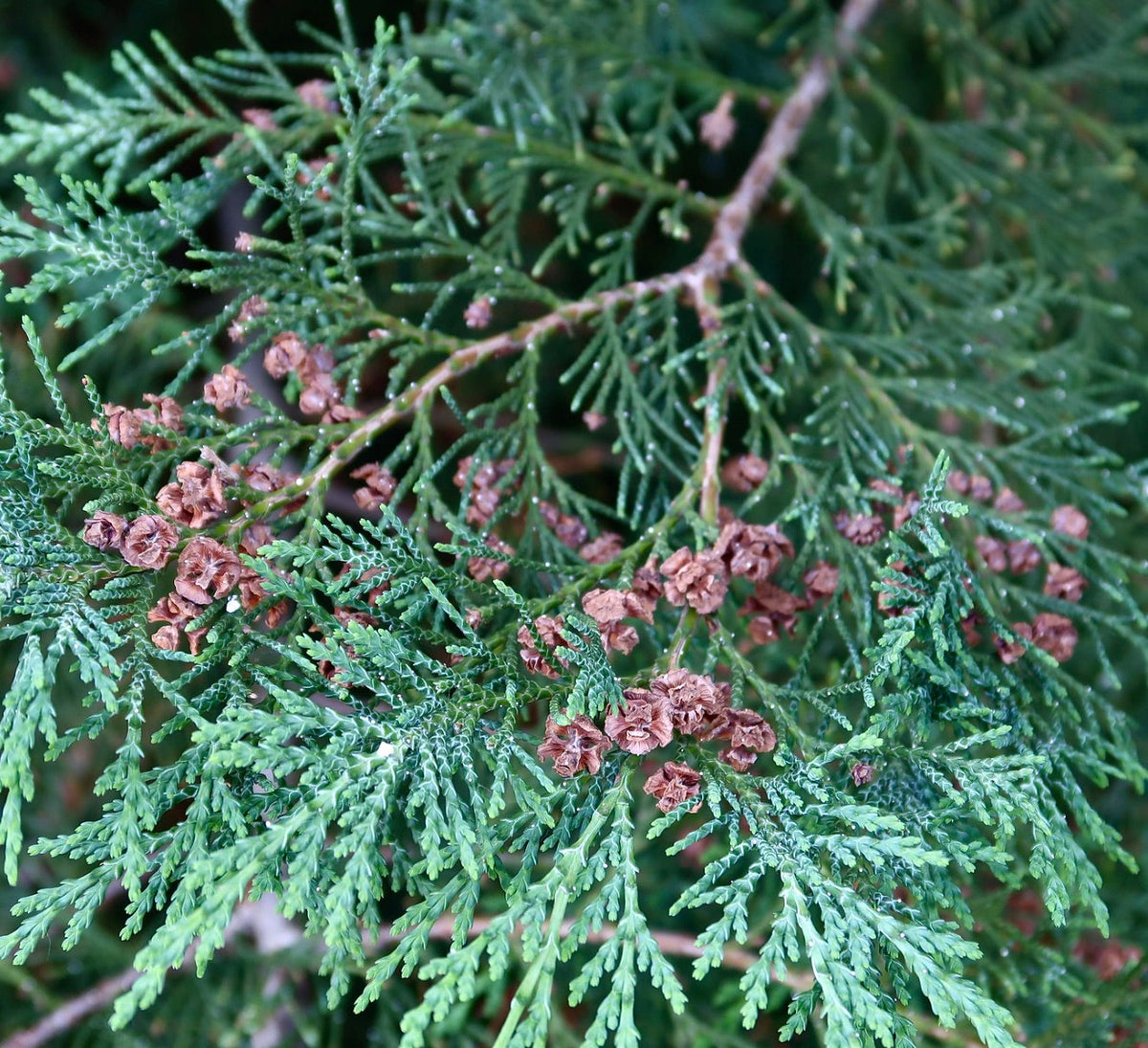 Platycladus orientalis 45-75cm | Chinese arborvitae | Oriental thuja