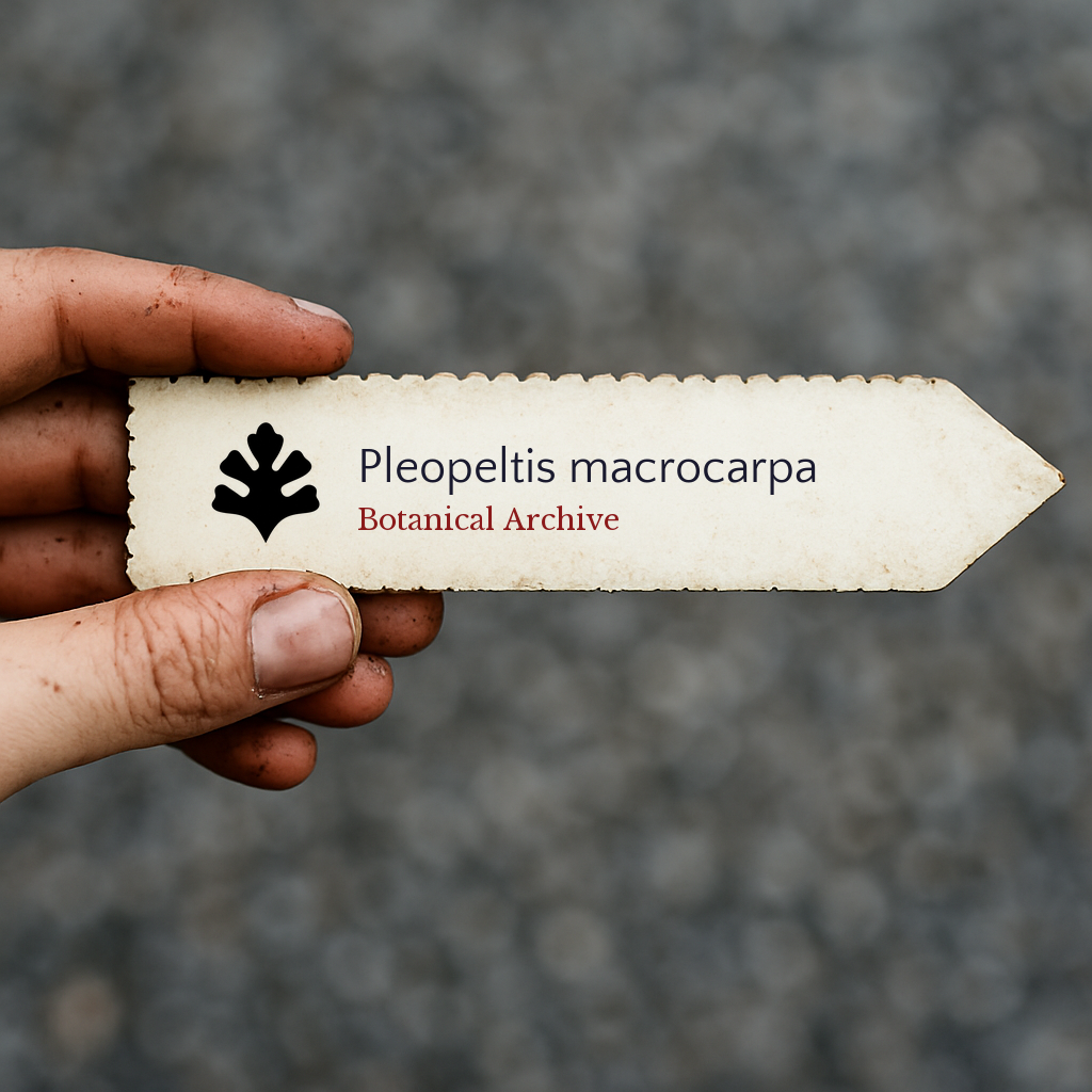 Printed plant label for Pleopeltis macrocarpa held by hand with dirt on fingers