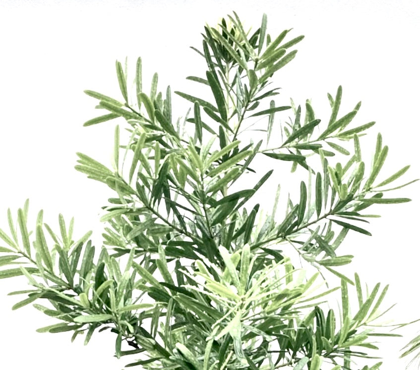 Podocarpus costalis 25-40cm | Podocarpus | Buddhist pine