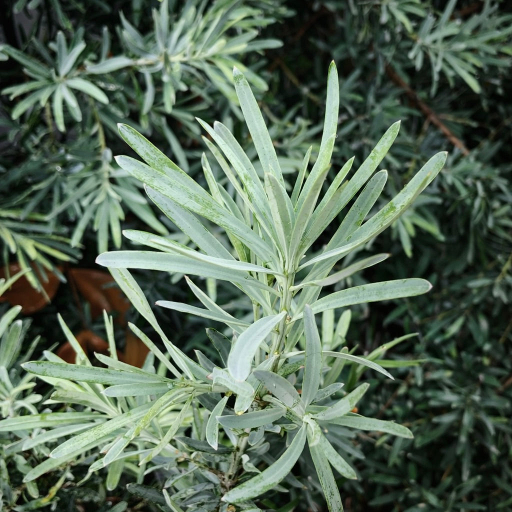Podocarpus elongatus 10-20cm | Breede River yellowwood