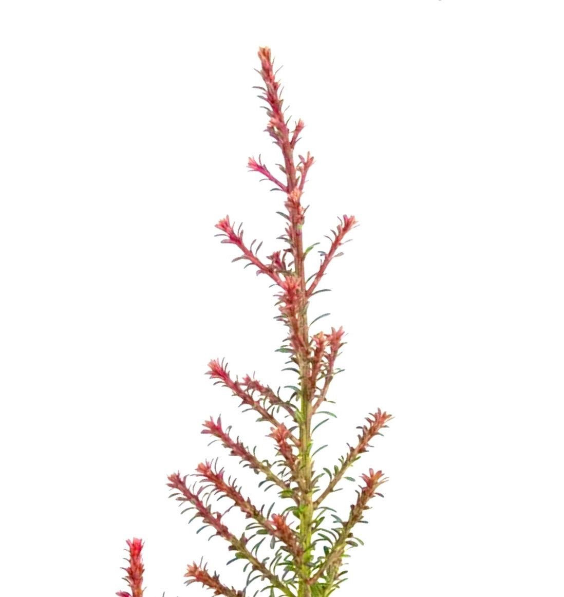 Podocarpus lawrenci 'Red Tip' 10-20cm | Red tip podocarpus