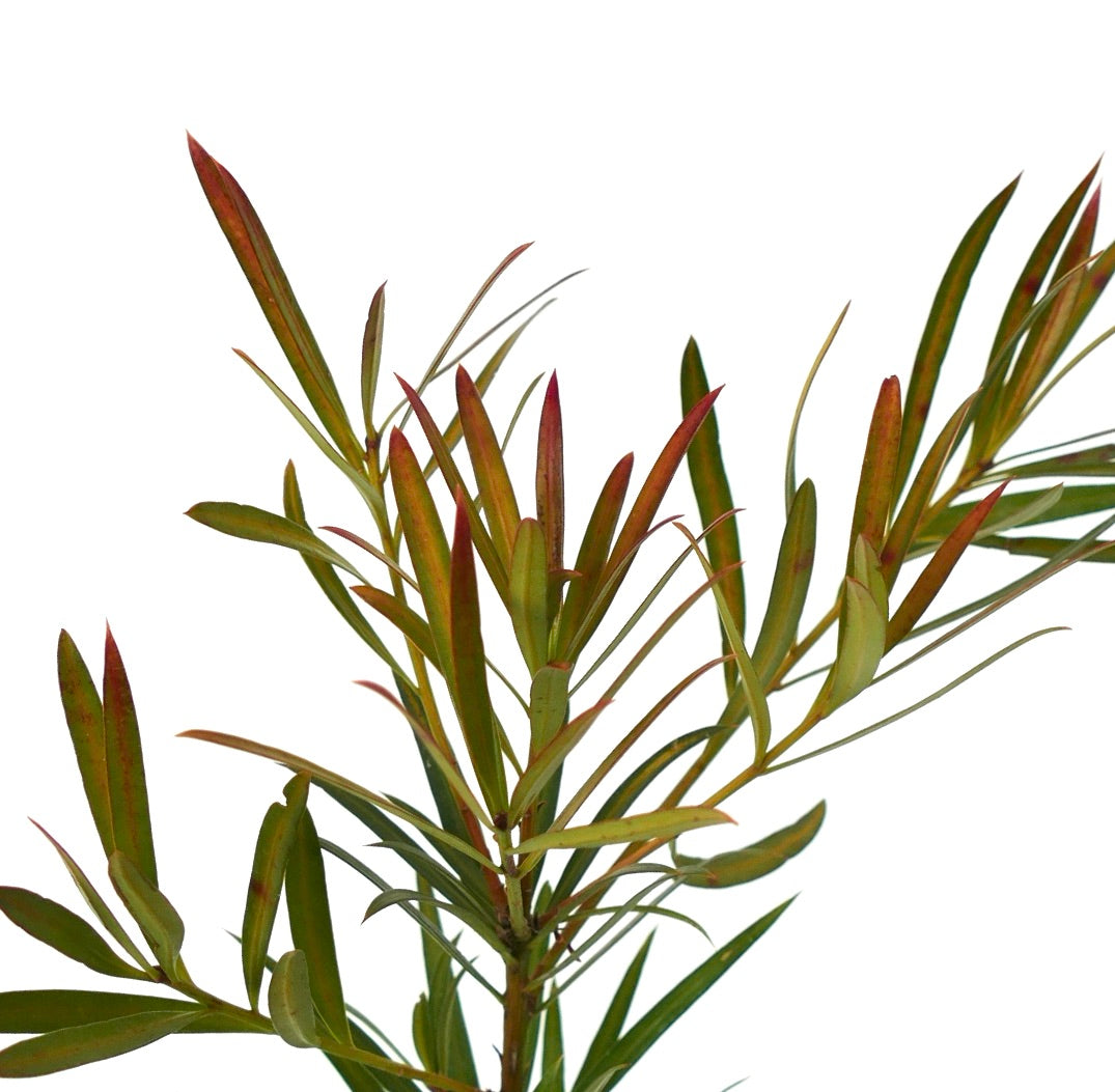 Podocarpus neriifolius 10-25cm | Brown pine | Weeping pine