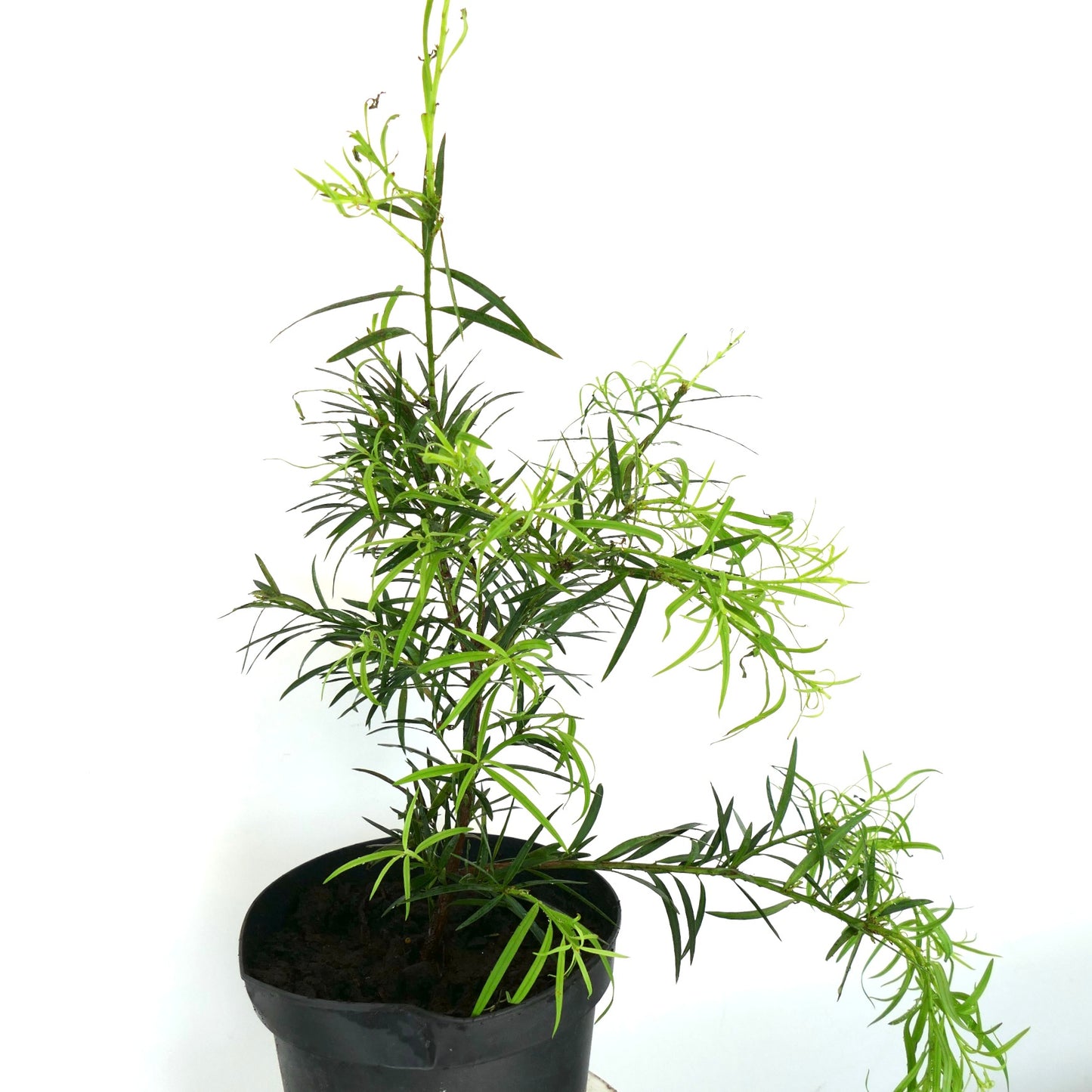 Podocarpus salignus slender evergreen shrub with narrow green leaves in black pot