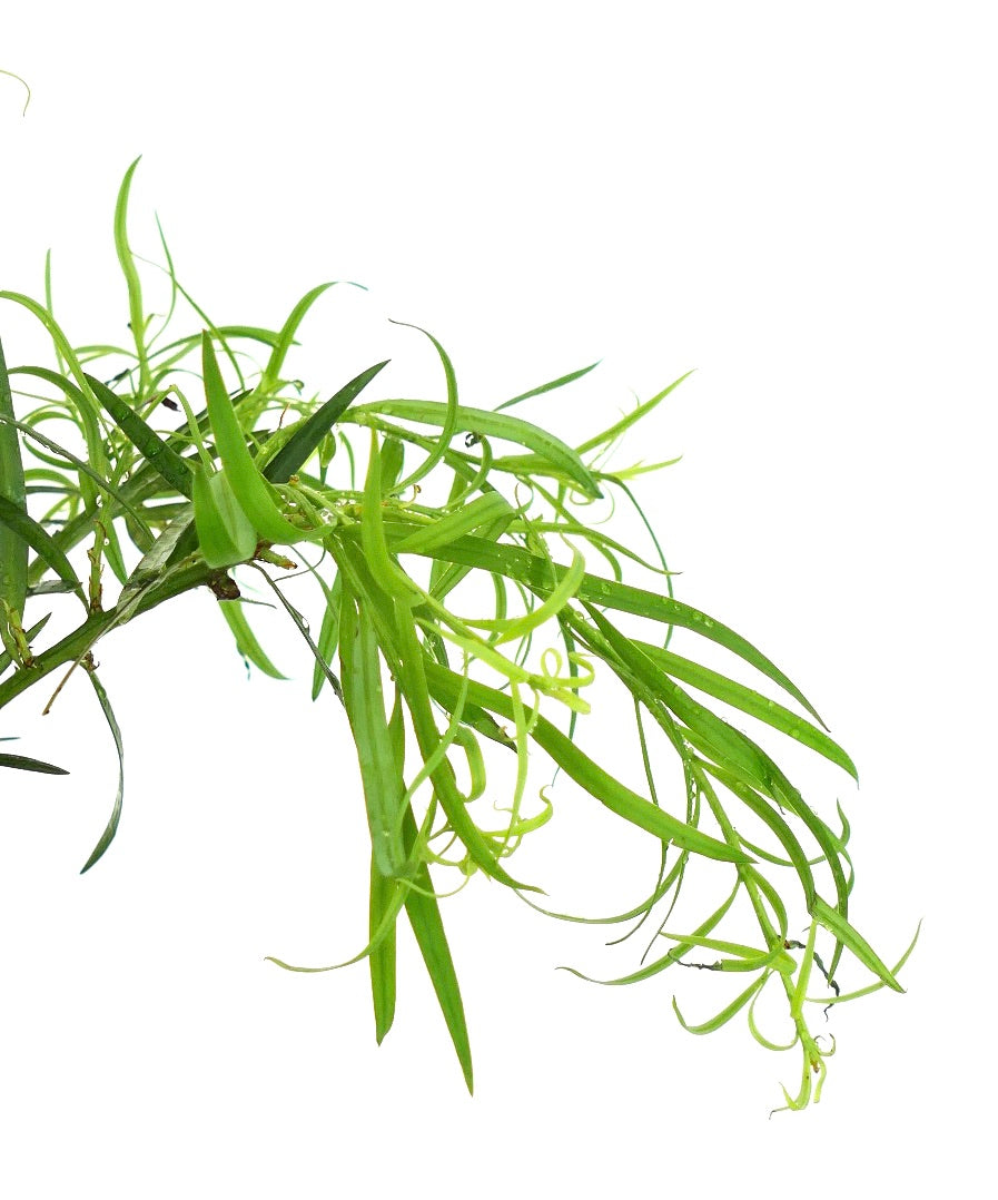 Podocarpus salignus slender bright green leaves with delicate curling tips on branch
