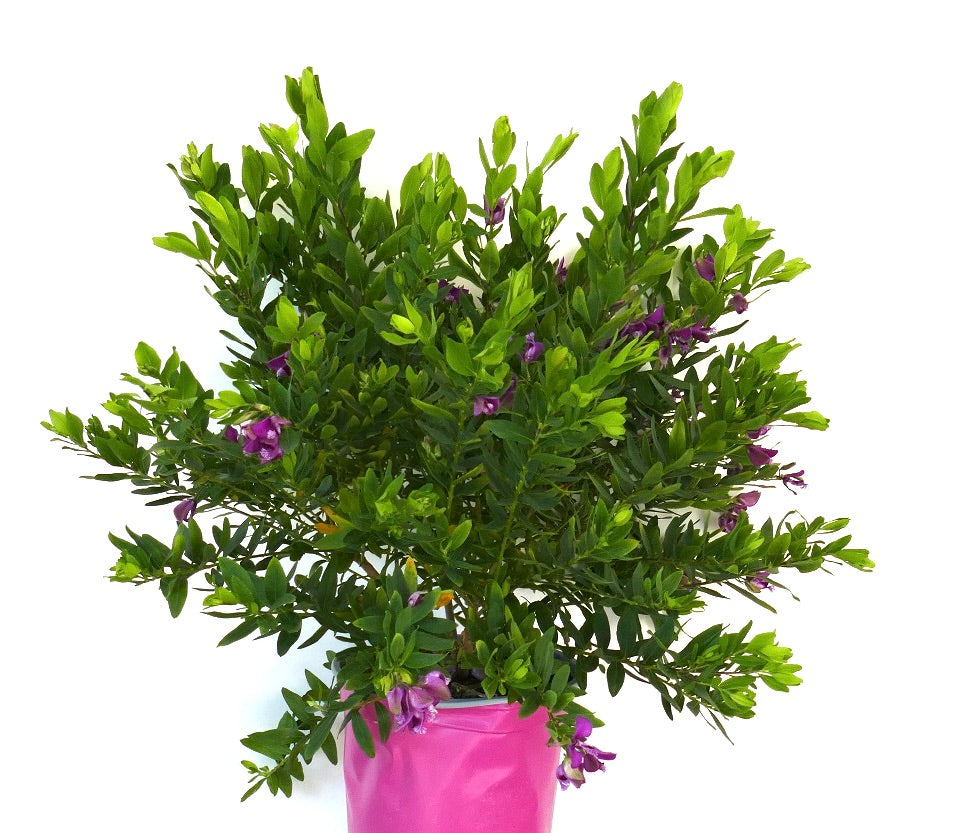 Polygala myrtifolia con folta vegetazione verde e piccoli fiori viola in vaso rosa