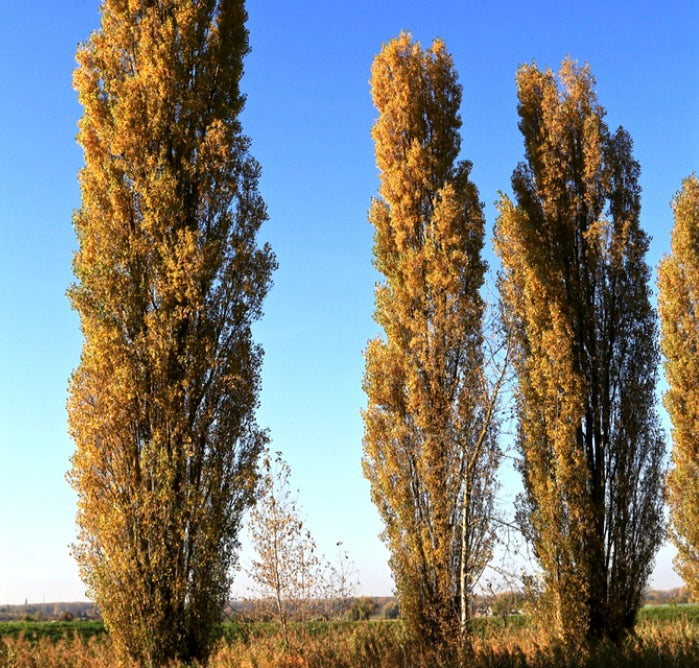 Populus nigra var. italica 40-60cm | Lombardy poplar | Black poplar
