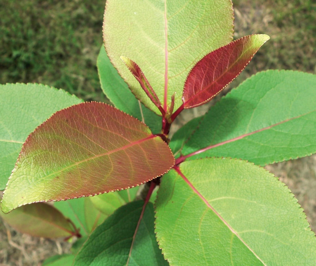 Populus purdomii 100-125cm | Purdom's poplar | Poplar tree