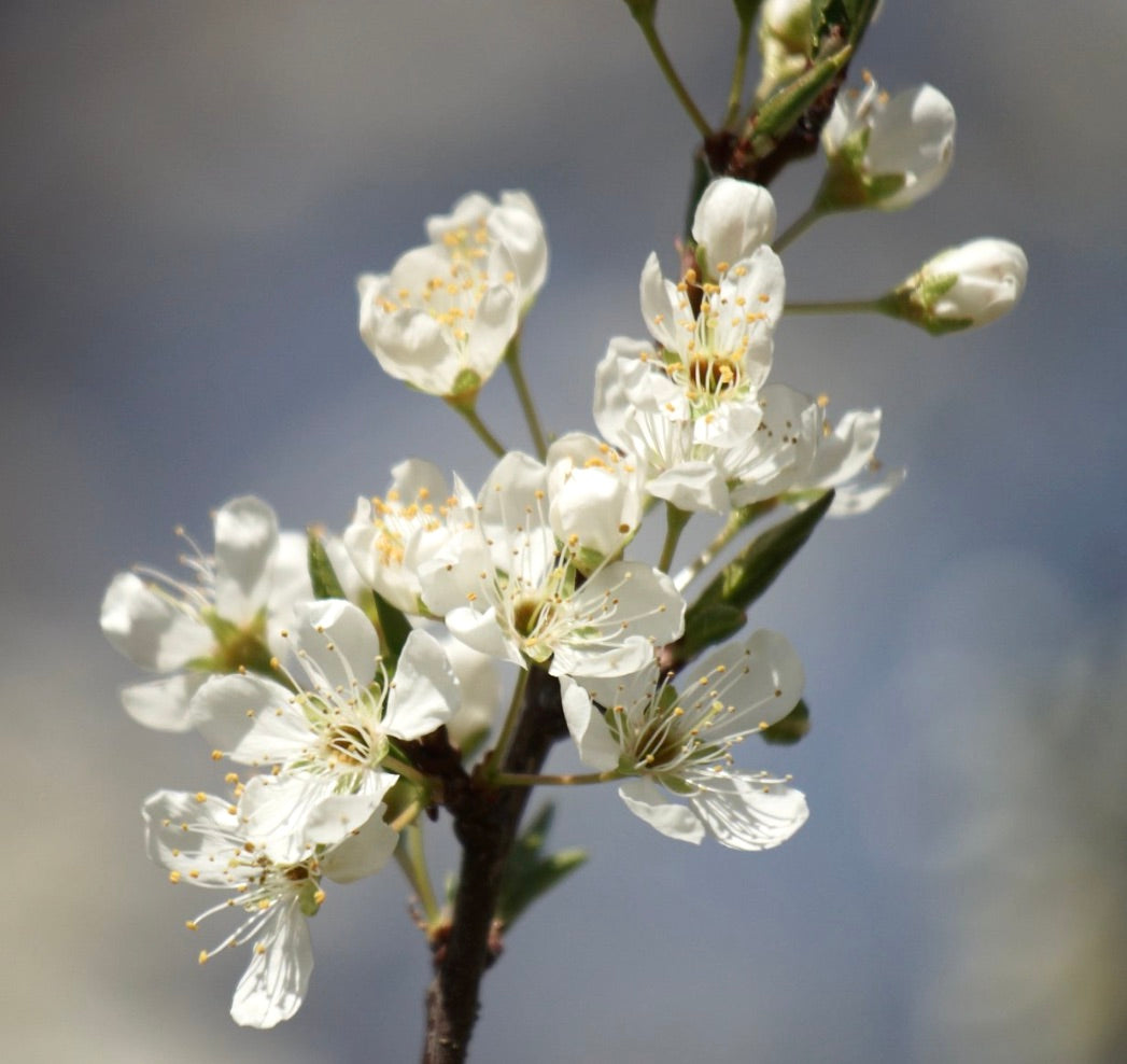 Fiori bianchi delicati di Prunus salicina con stami gialli su un ramo sottile