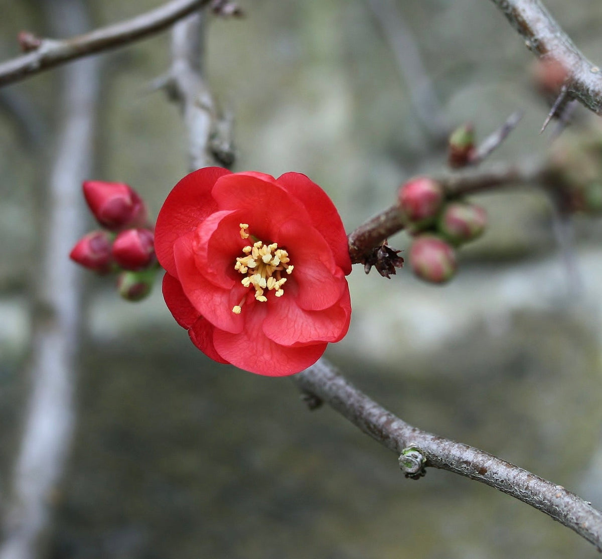 Pseudocydonia sinensis 70-80cm | Chinese quince | False quince