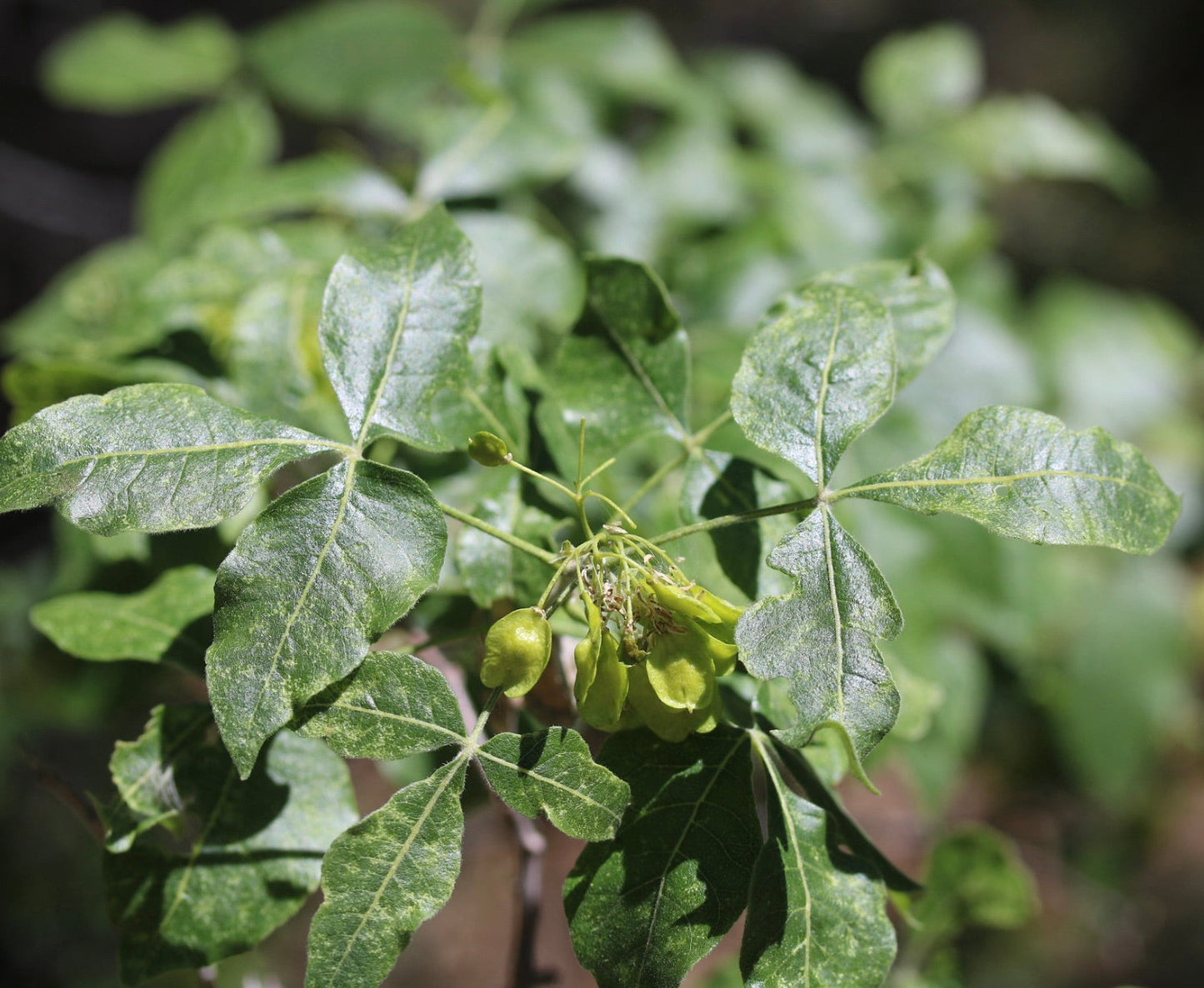 Foglie trifogliate verdi di Ptelea trifoliata con piccoli baccelli di semi raggruppati alla luce del sole