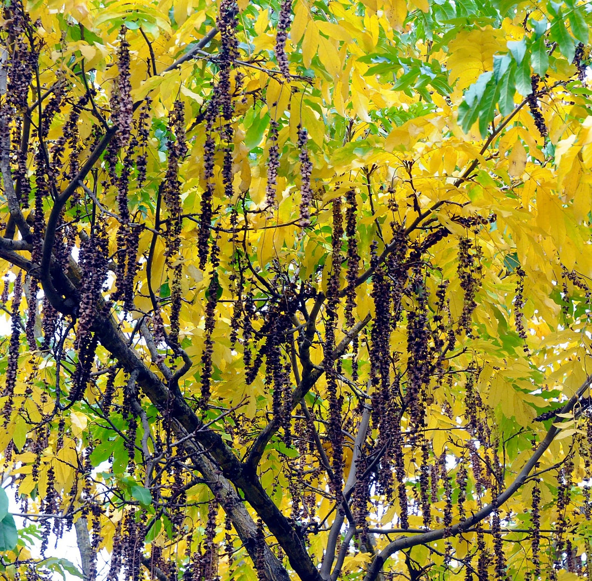Pterocarya fraxinifolia 60-80cm | Caucasian wingnut | Wingnut tree