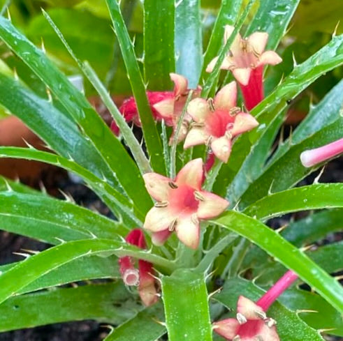 Pianta succulenta Puya ferruginea con foglie verdi spinose e fiori tubolari rosa