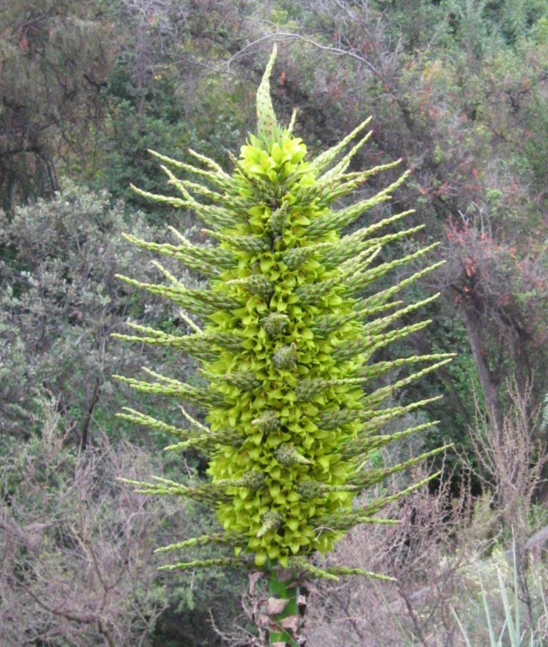 Puya lanata large green flowering spike with elongated bracts in natural habitat