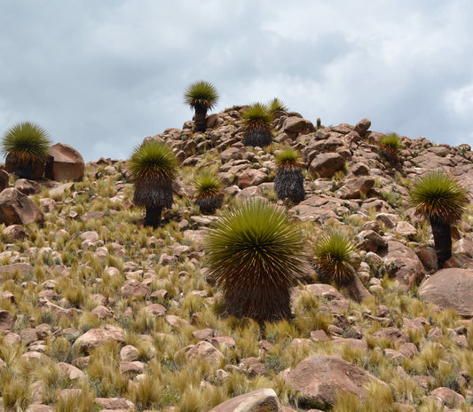 Puya raimondii | Queen of the Andes | SEEDS