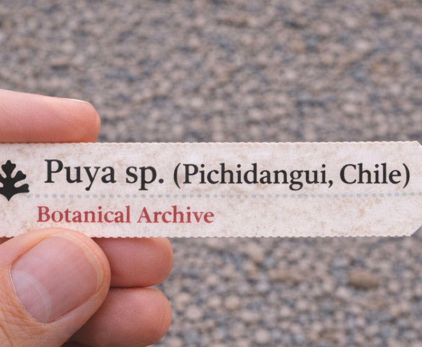 Printed plant label for Puya sp. (Pichidangui, Chile) held by hand over gravel background