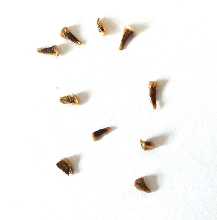 Puya venusta seeds scattered on white background for rare succulent propagation