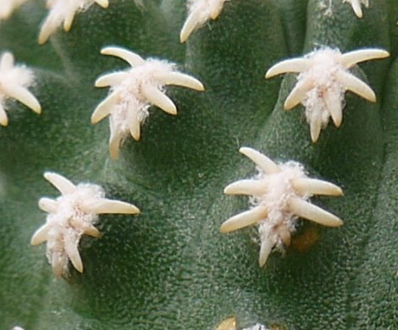 Pygmaeocereus bieblii rare cactus with white star-shaped spines on green textured stem