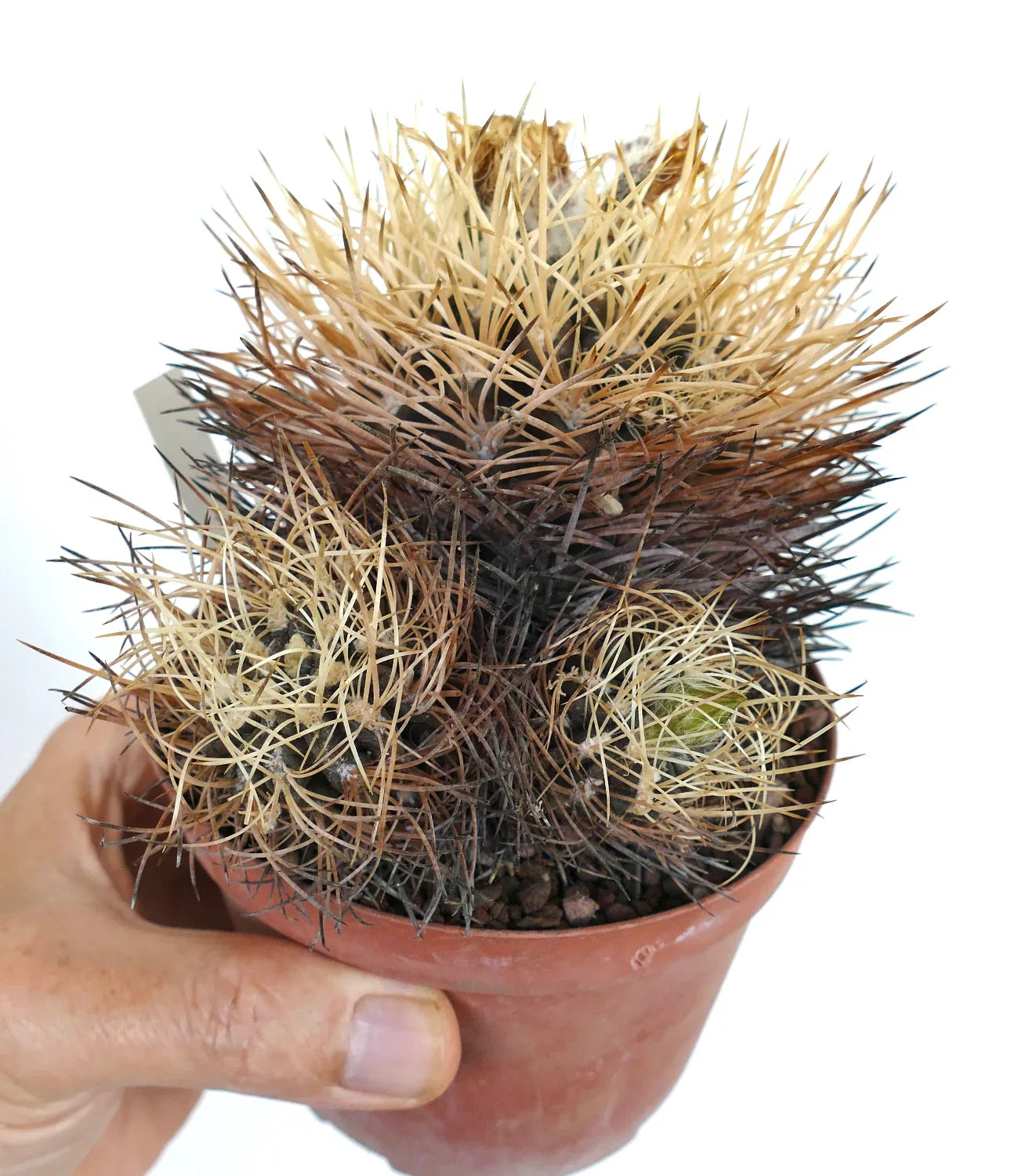 Pyrrhocactus pulchellus var. albispinus small cactus with dense pale and dark spines in terracotta pot