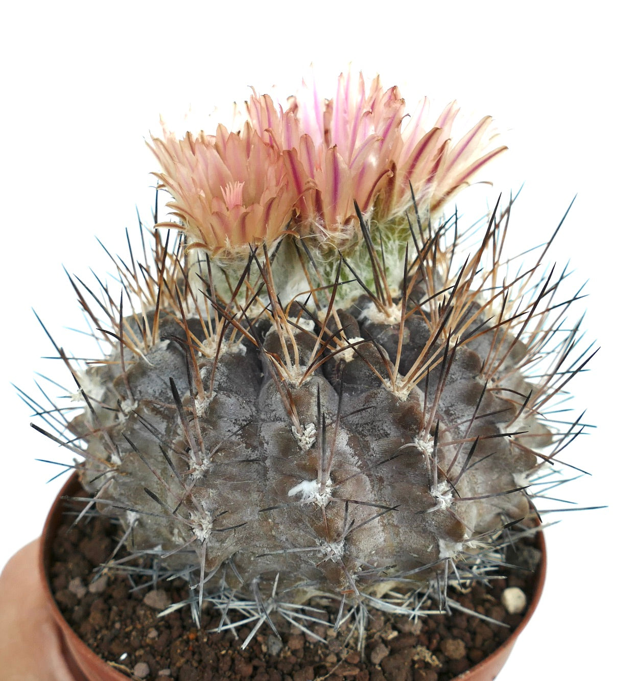 Pyrrhocactus vertongenii raro cactus con fiori rosa e spine lunghe in vaso