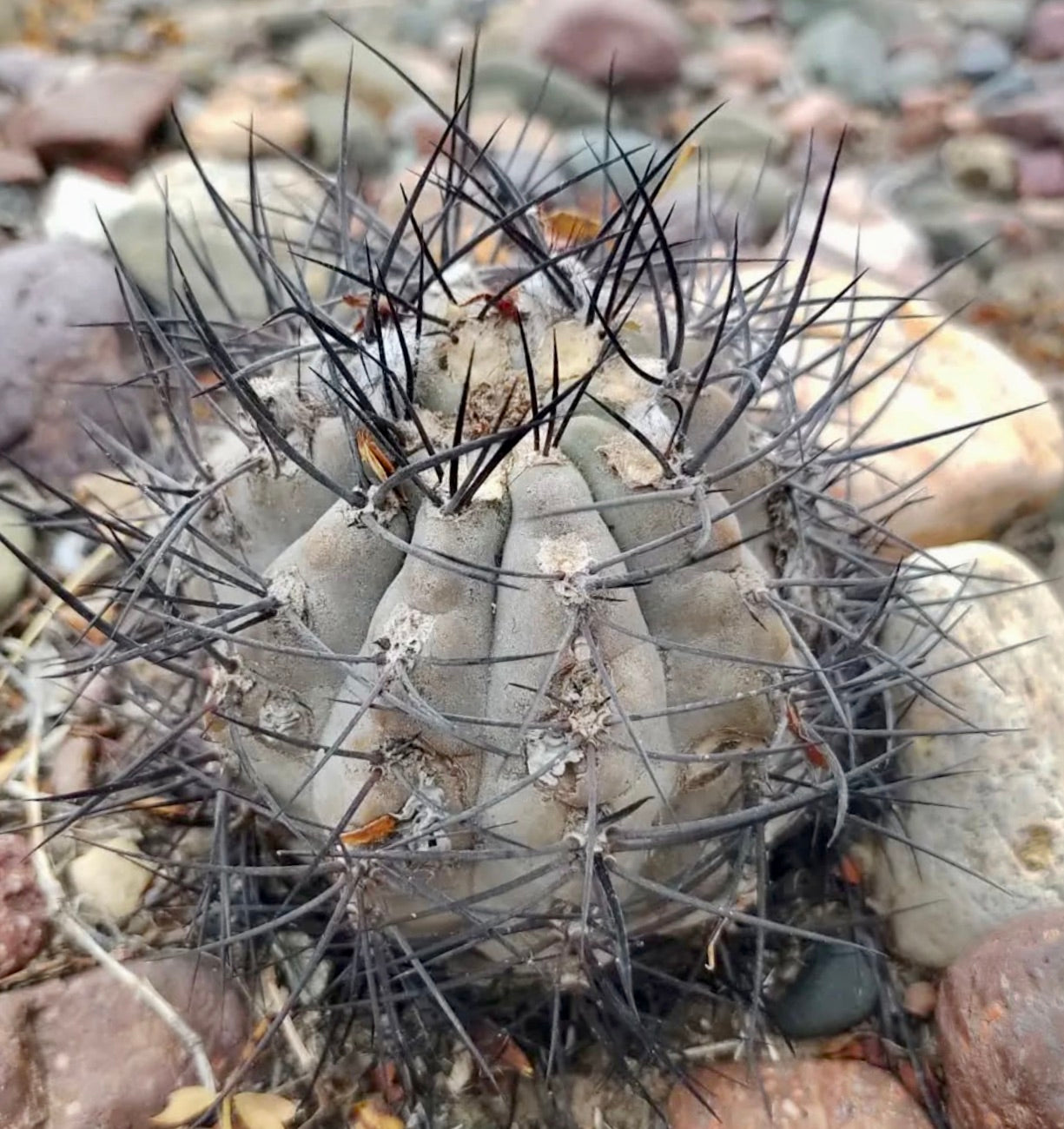 Pyrrhocactus villicumensis rare succulent cactus with dense long black spines on rocky soil