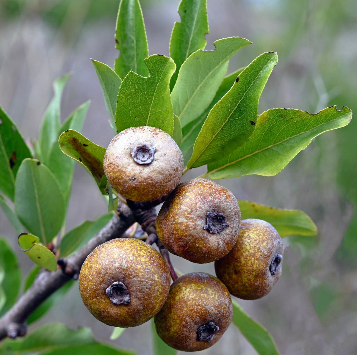 Pyrus amygdaliformis 65-100cm | Wild pear | Almond-leaved pear