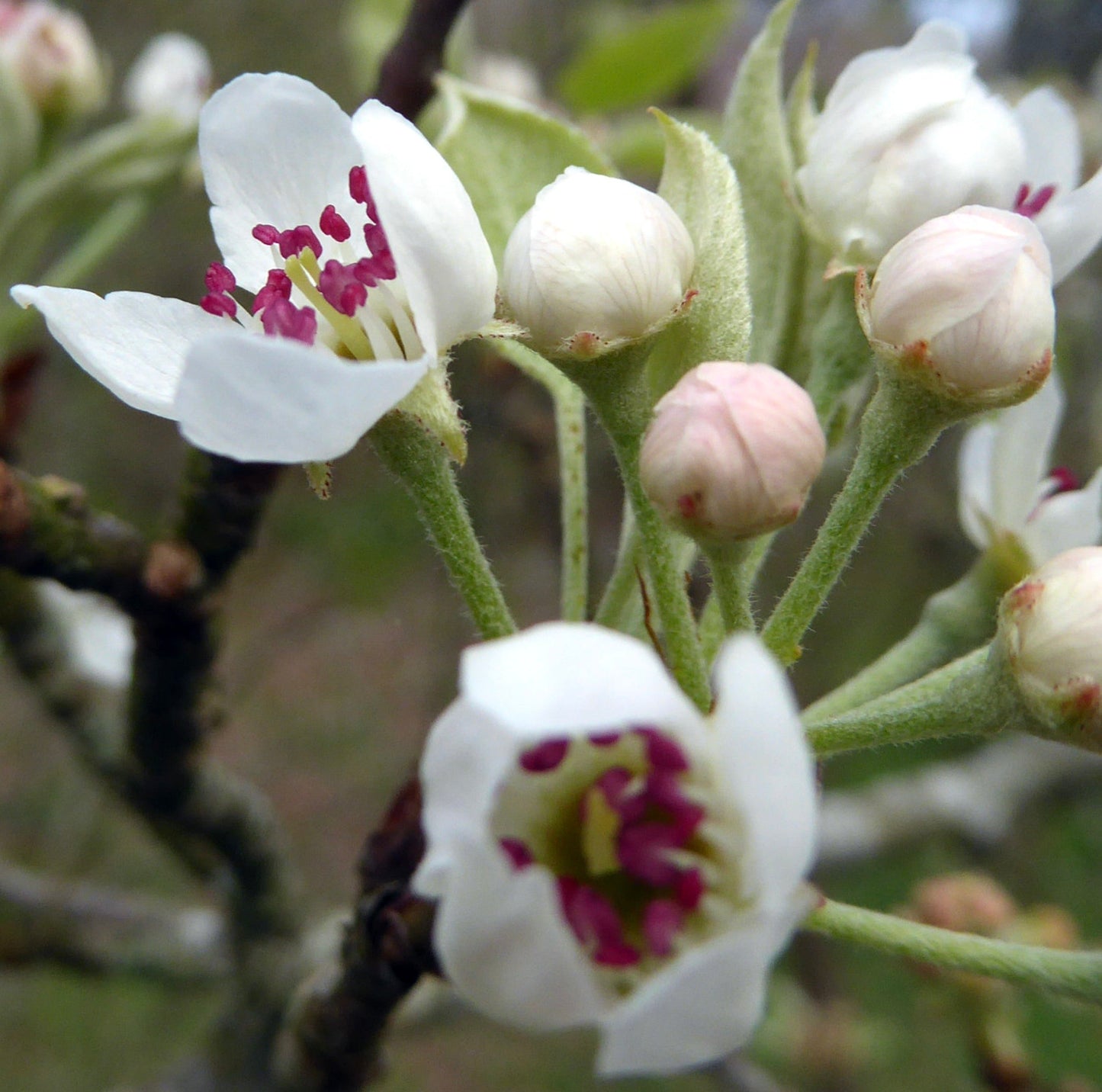 Fiori bianchi delicati di Pyrus betulifolia con stami rosa e steli verdi pelosi in primo piano