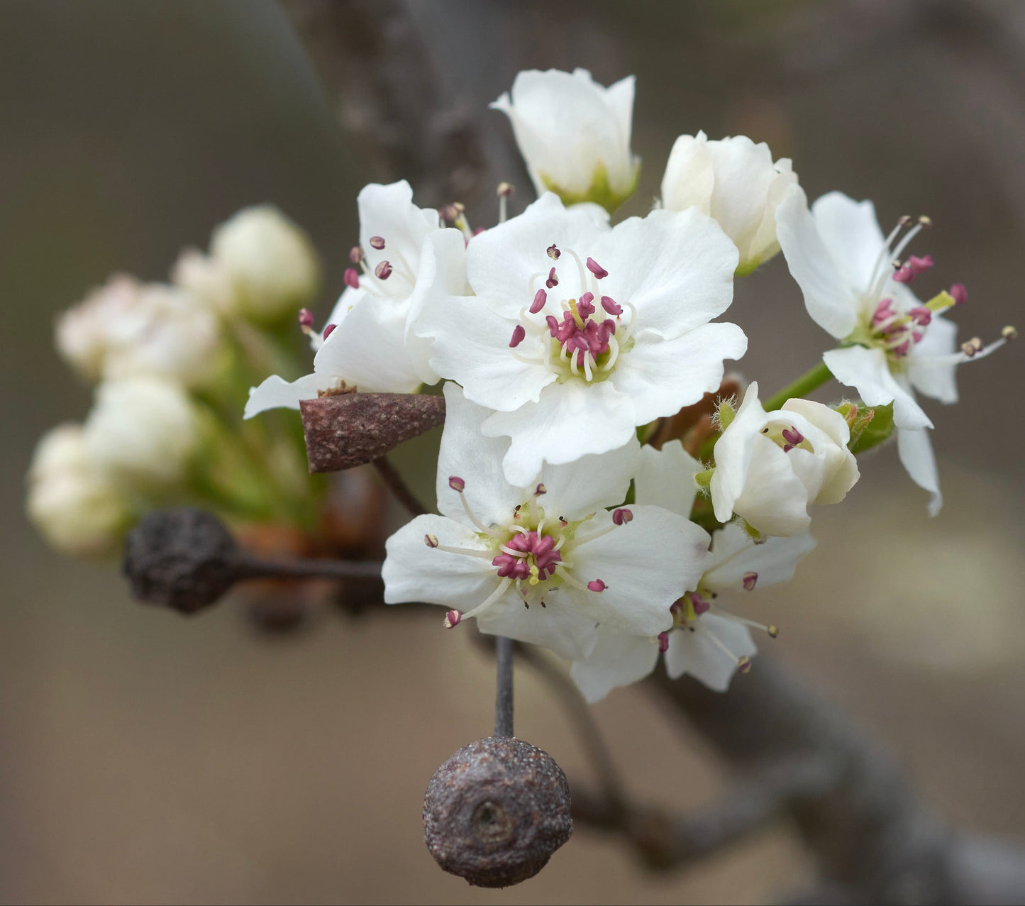 Fiori bianchi delicati di Pyrus calleryana con stami rosa e boccioli di frutti strutturati in primo piano