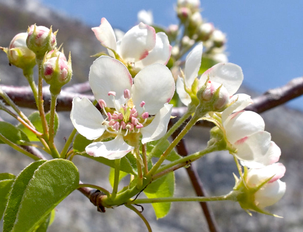 Pyrus pyraster delicati fiori bianchi con stami rosa e foglie verdi fresche su ramo