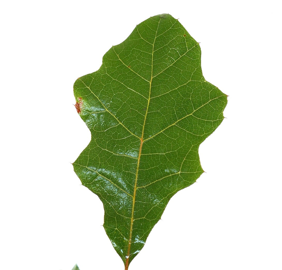 Quercus acerifolia glossy green leaf with distinct lobed edges and visible veins