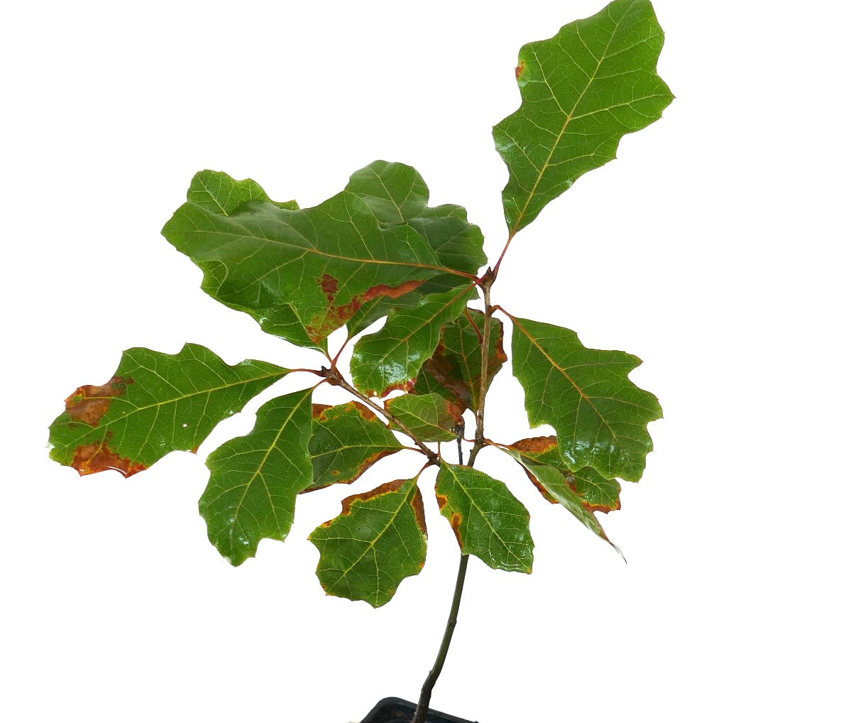 Quercus acerifolia young plant with lobed green leaves and brown edges in pot