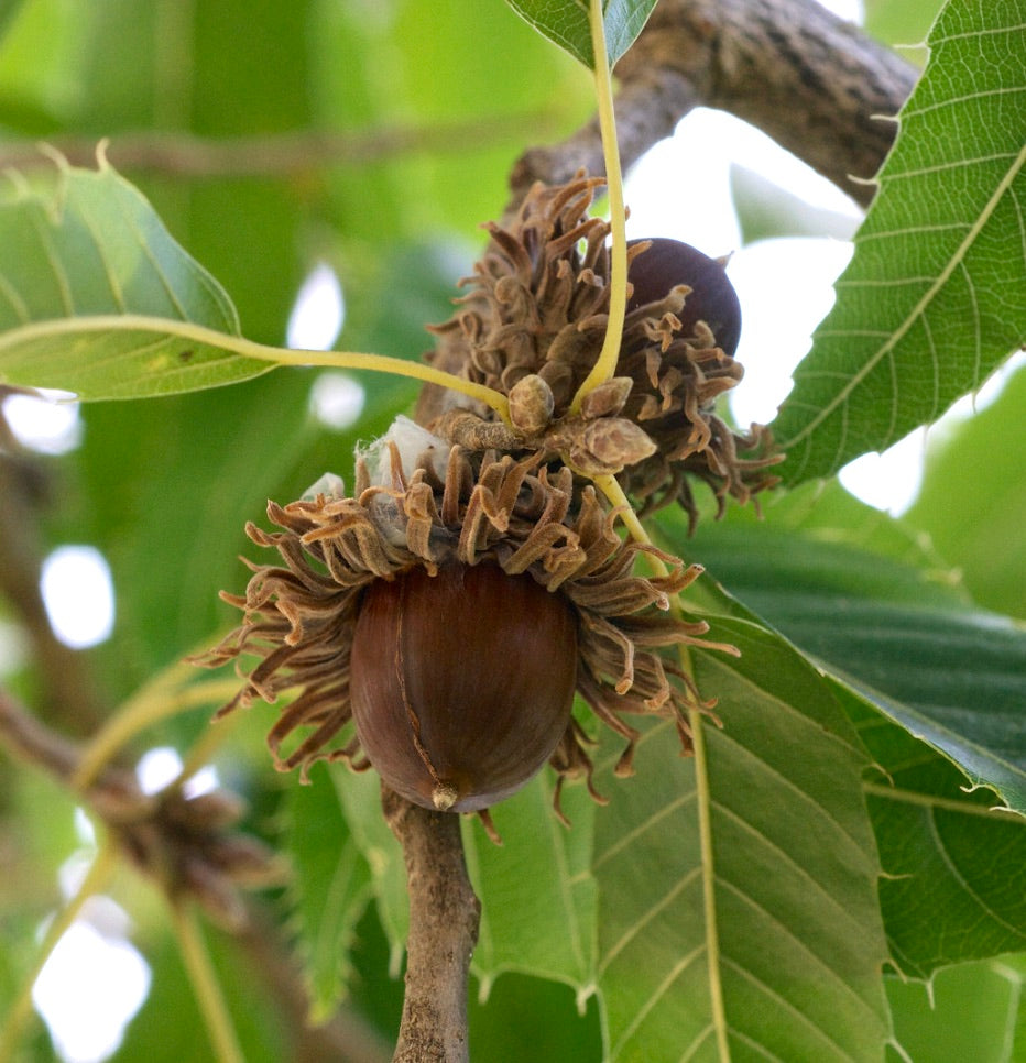 Quercus acutissima close-up of mature acorns with fringed caps and green serrated leaves
