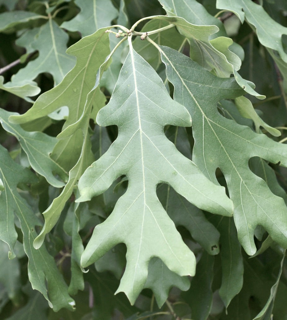 Foglie verdi lobate di Quercus alba con texture liscia e vene visibili