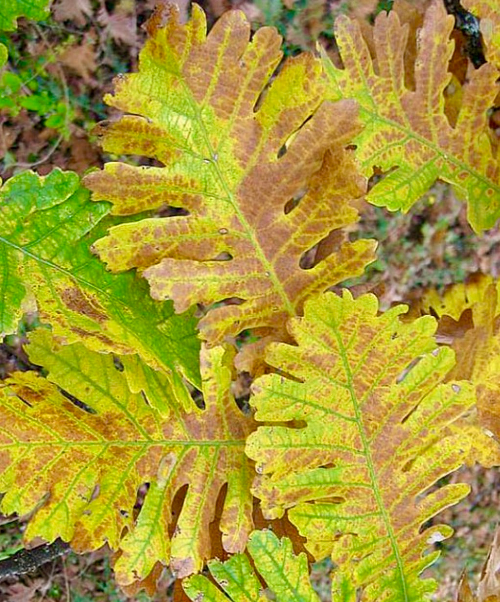 Foglie autunnali di Quercus frainetto con struttura lobata e colorazione giallo-marrone