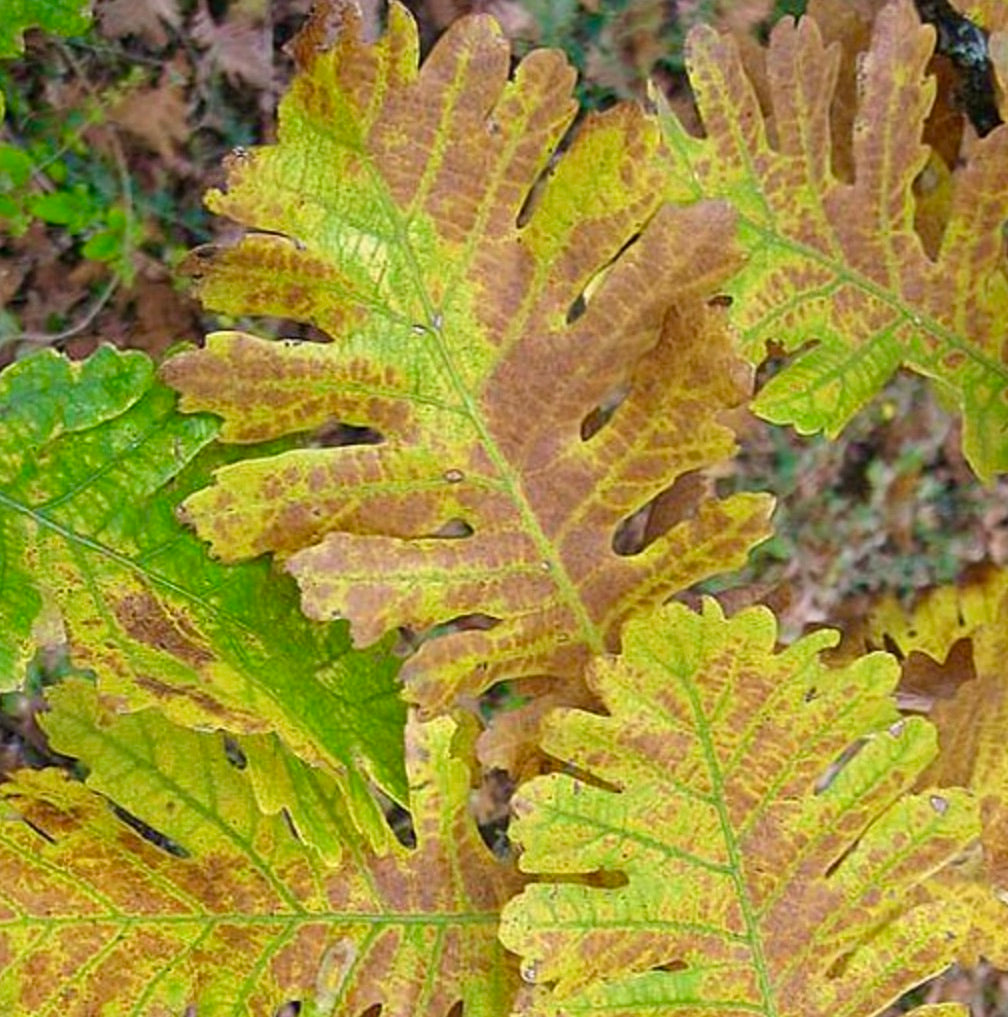 Quercus haynaldianum 30-50cm | Oak | Haynald's oak