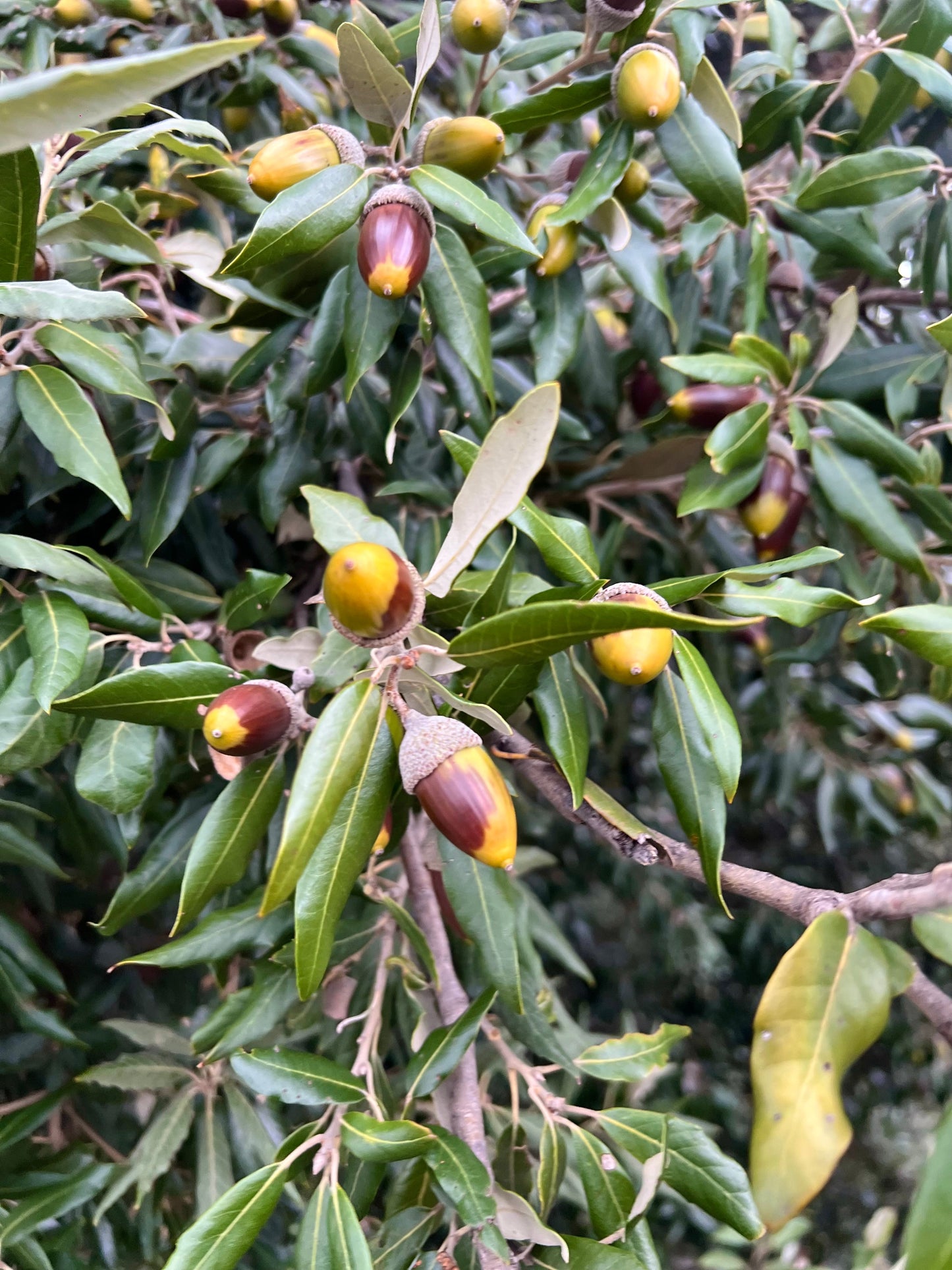 Quercus ilex x fusiformis acorns on glossy green leaves branch close-up