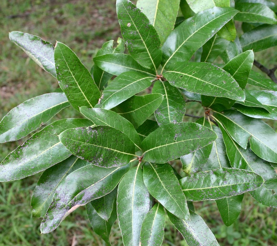 Quercus imbricaria 45.80cm | Shingle oak | Laurel oak