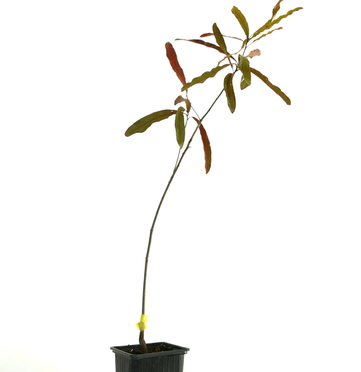 Quercus phellos 40-60cm | Willow oak | Pin oak