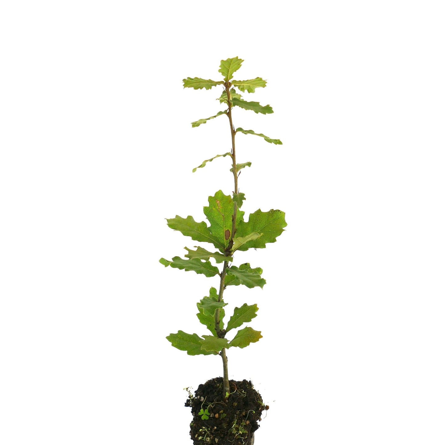Quercus pubescens young sapling with lobed green leaves and thin stem in soil clump