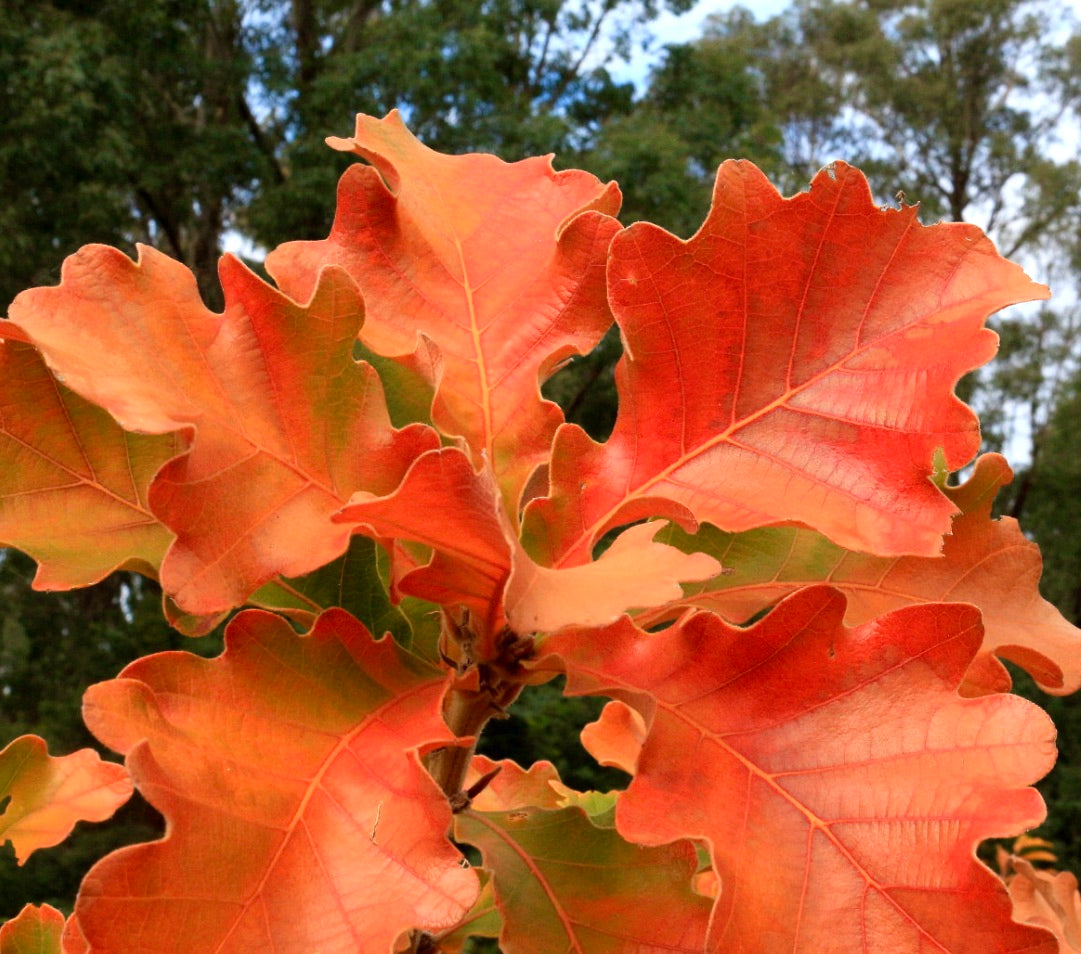 Foglie autunnali arancione vibrante di Quercus pyrenaica con margini lobati e venature visibili