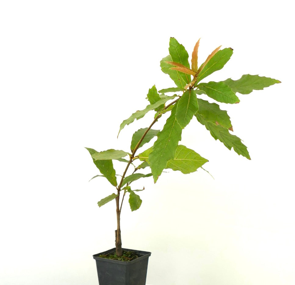 Quercus rhysophylla cv 'Maya' young potted tree with elongated green leaves and woody stem