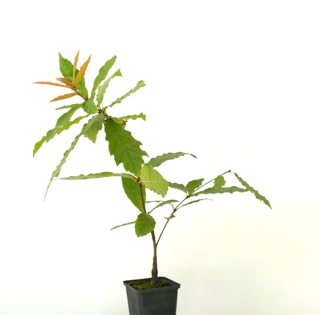 Quercus rhysophylla cv 'Maya' young slender oak with elongated serrated green leaves in pot
