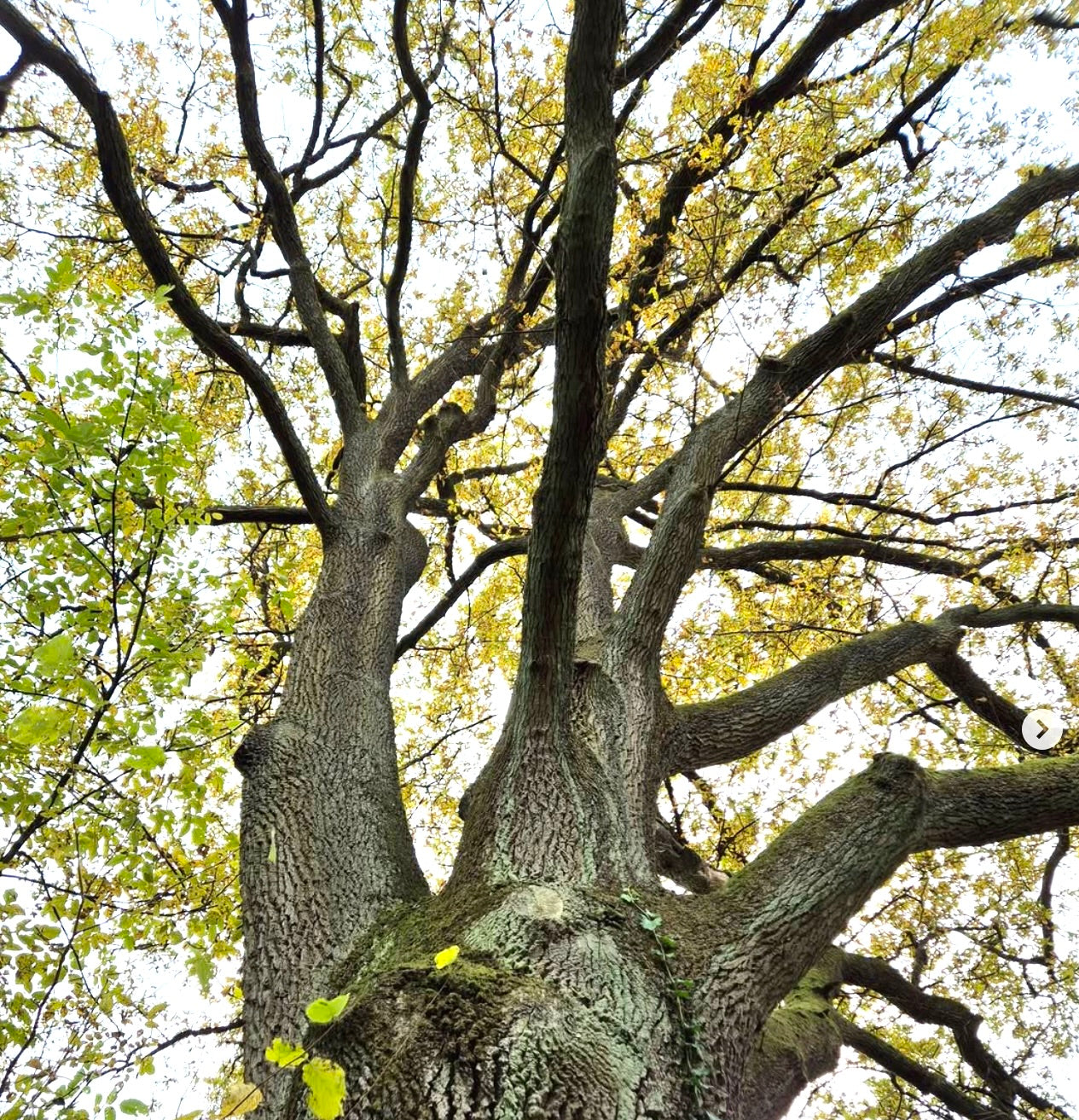 Quercus robur mature tree with thick textured bark and yellow autumn leaves canopy