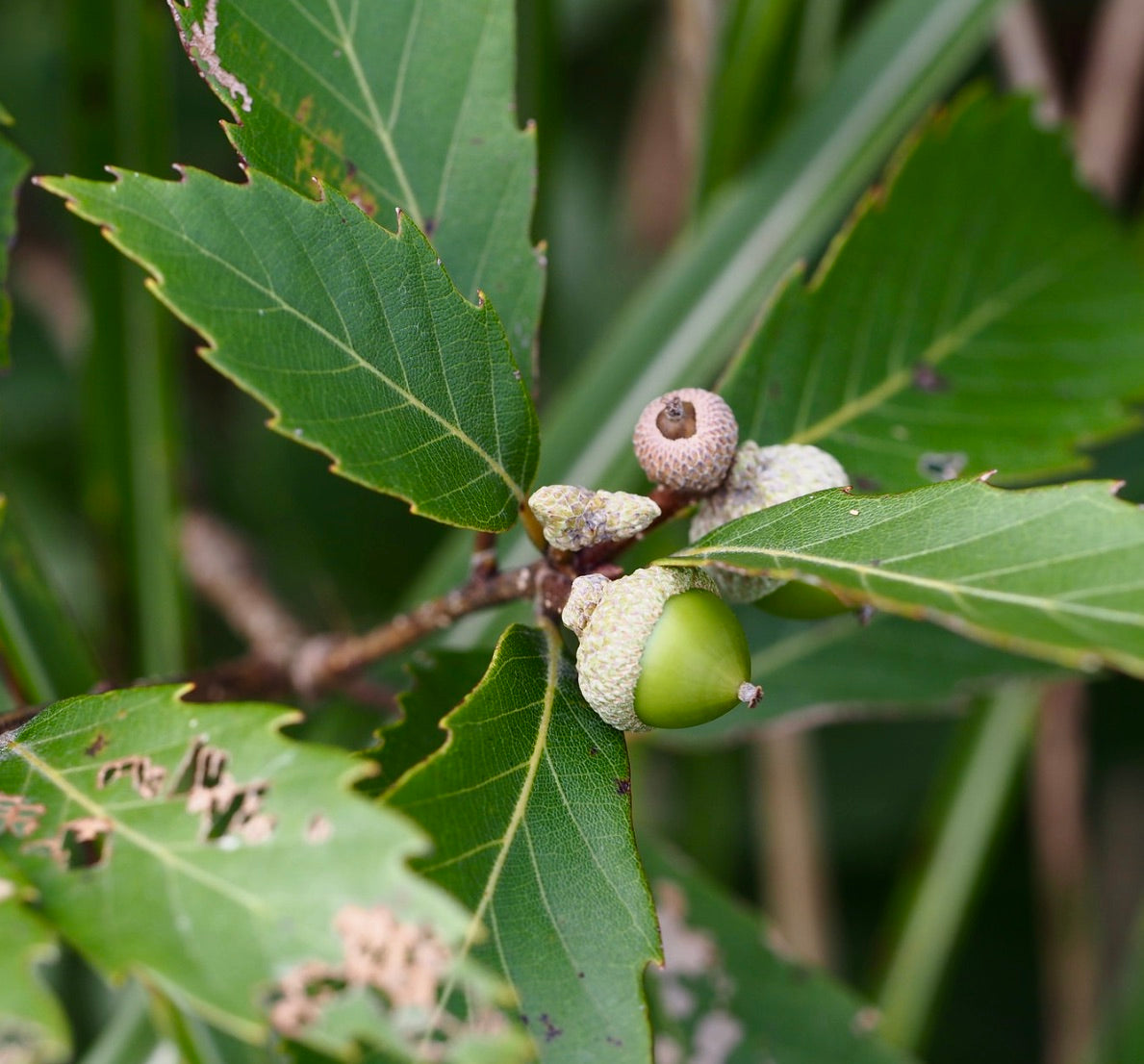 Foglie verdi seghettate di Quercus serrata con ghiande in via di sviluppo su ramo, primo piano