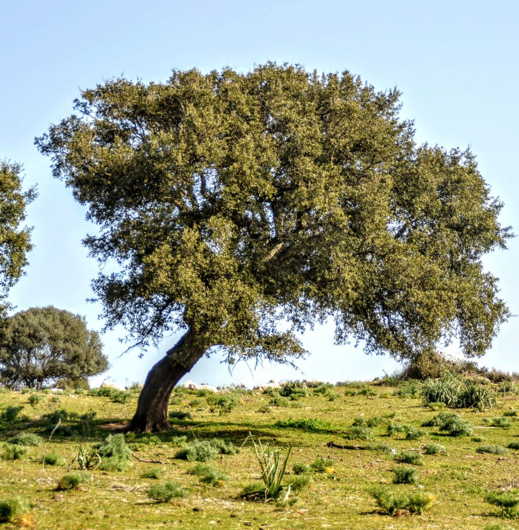 Quercus suber mature evergreen tree with dense foliage and thick trunk in open landscape