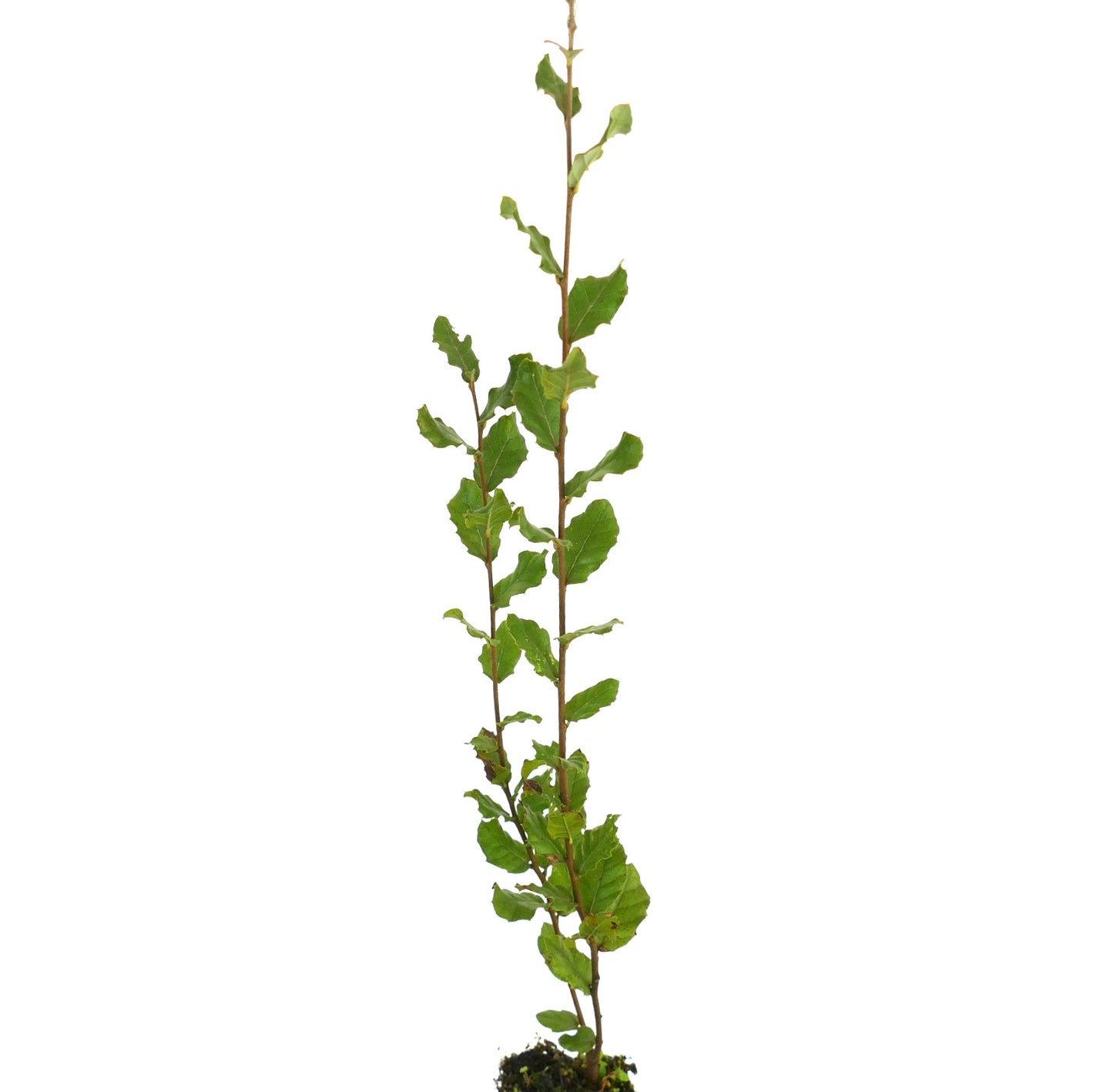 Quercus suber young slender tree with wavy green leaves and thin brown stems