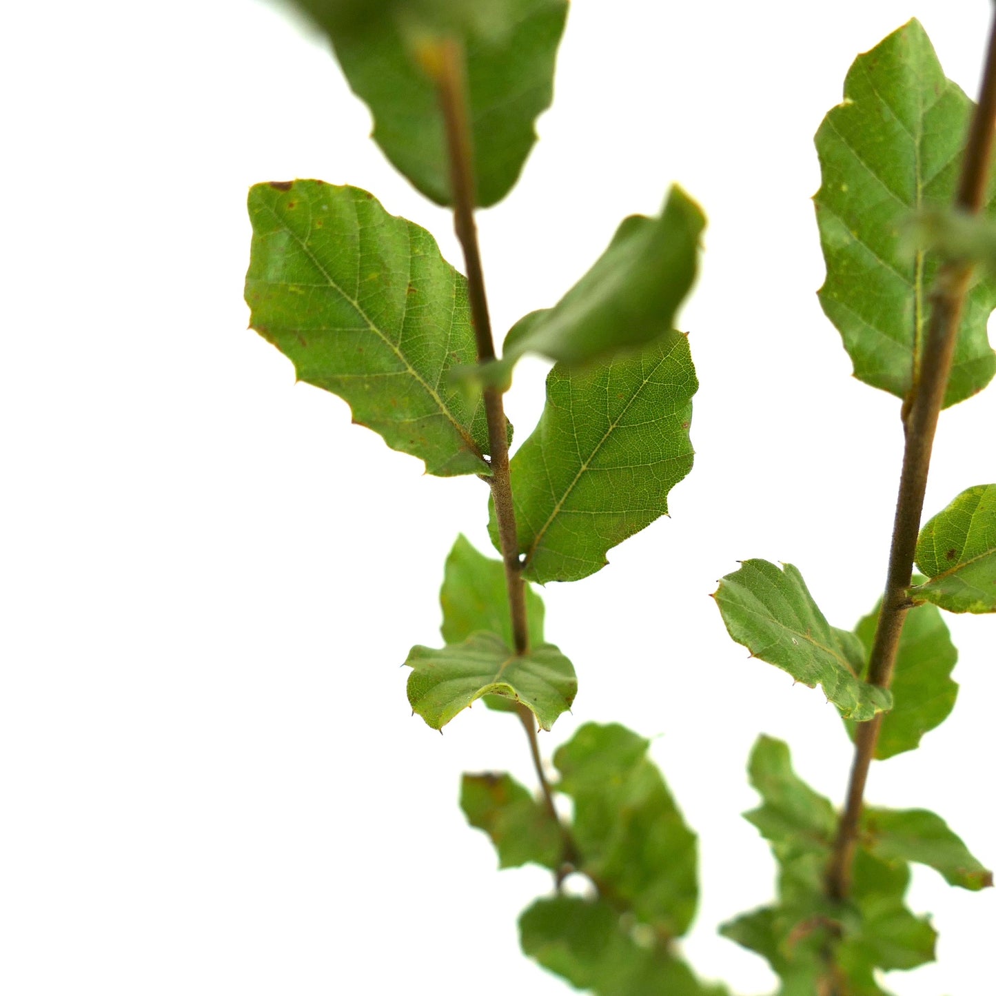 Quercus suber young branches with textured green leaves and serrated edges close-up