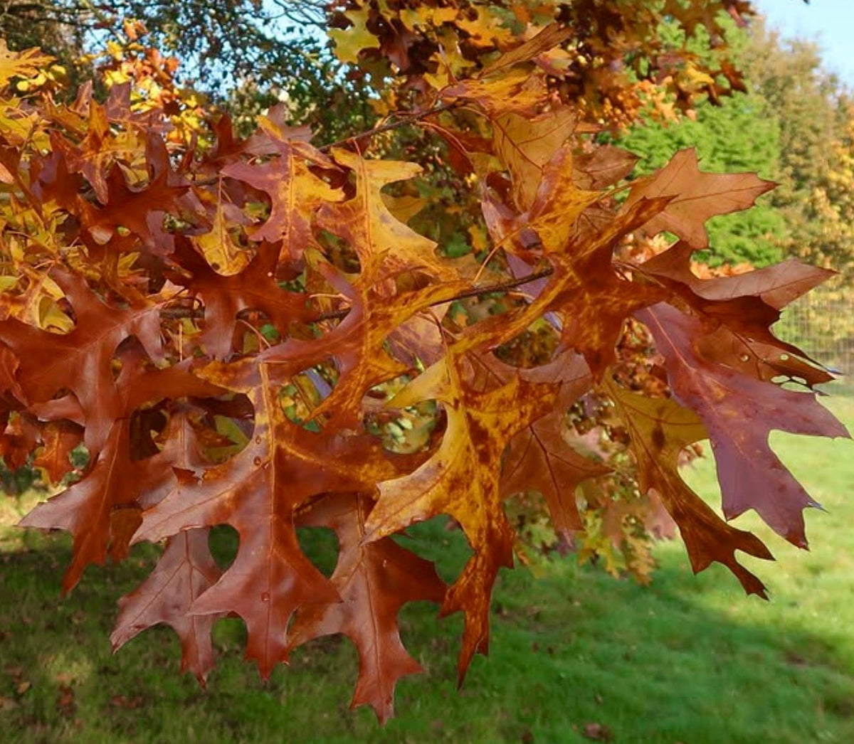 Quercus velutina 10-30cm | Black oak | Yellow oak